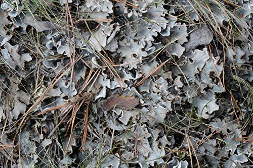 Musgo de Islandia 100g (Cetraria islandica) / Iceland Moss 100g - Health Embassy - 100% Natural