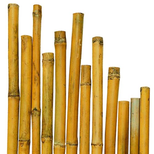 N ° caña Bamboo bambú 50 cm de diámetro, 150 x 20-22 mm para plantas, agricultura, orto, mobiliario, equipo, decoración