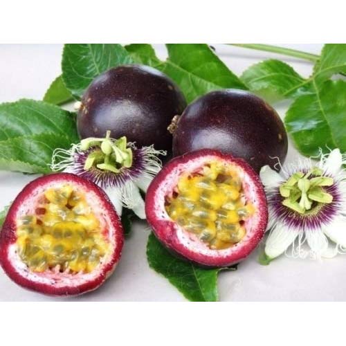 Passiflora edulis v. Edulis granadilla púrpura pasión COMESTIBLE semilla de la fruta 10 SEMILLAS