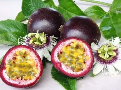 Passiflora edulis v. Edulis granadilla púrpura pasión COMESTIBLE semilla de la fruta 10 SEMILLAS
