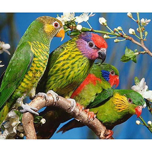 Pintura por Números Para Adultos Niños DIY Kit, Loro verde 4 Con Pinceles y Pinturas Lona Navidad Víspera de Todos los Santos Cumpleaños Decoración para el Hogar -40x50cm