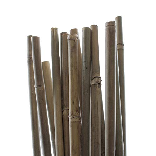 PLANT IT 10-480-062 - Estacas de bambú de 150 cm para sujetar plantas, paquete de 25 unidades, color beige