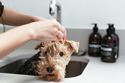 Purplebone Shampoo per cani con albero di tè alla menta viola e menta piperita idrata i capelli e allevia il prurito della pelle - 500 ml / 16.9 fl oz