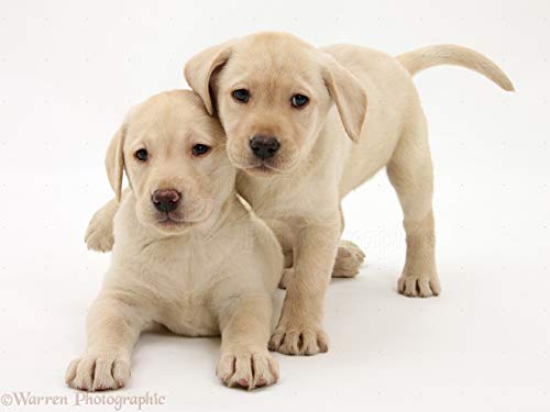 Puzzle 1000 Piezas-Labrador Retriever Juegos Familiares, Juegos de Mesa para familias, Accesorios de decoración del hogar, Arte de Pared para Sala de Estar 50X75CM(20x30 Pulgadas)