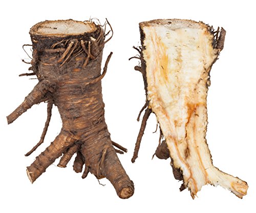 Raíz de Angélica (Angelica archangelica L. - Radix Archangelicae) 100g / Angelica Root - Health Embassy - 100% Natural