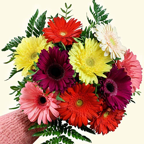 RAMO DE GERBERAS NATURALES - ENTREGA EN 24 HORAS - FLORES FRESCAS