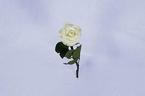 Rosa eterna preservada Blanca de 25 cm