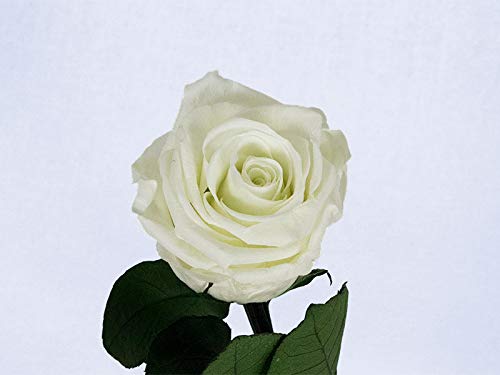 Rosa eterna preservada Blanca de 25 cm