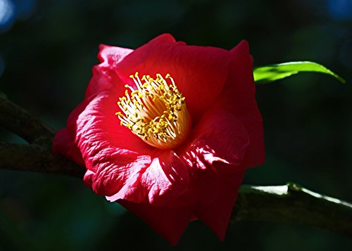 SAFLAX - Árbol del té - 6 semillas - Camelia sinensis