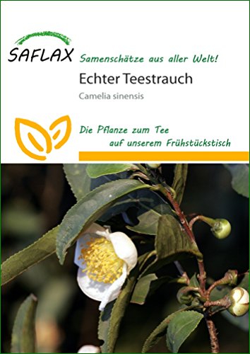 SAFLAX - Árbol del té - 6 semillas - Camelia sinensis