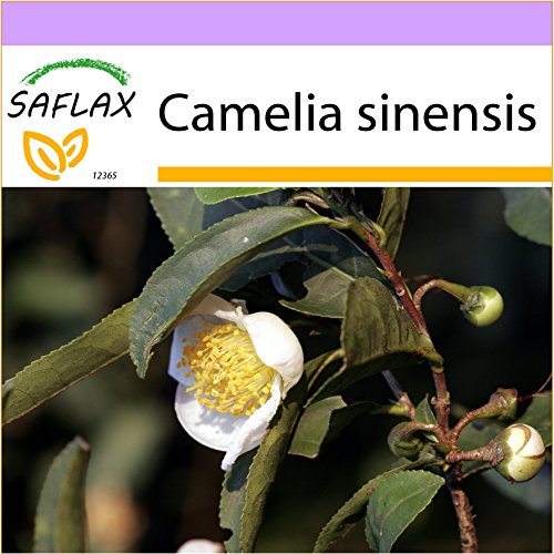 SAFLAX - Árbol del té - 6 semillas - Camelia sinensis