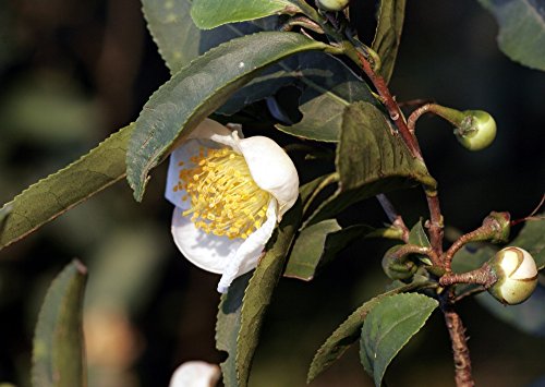 SAFLAX - Árbol del té - 6 semillas - Camelia sinensis