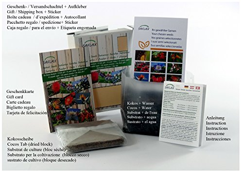 SAFLAX - Set regalo - Árbol del té - 6 semillas - Camelia sinensis