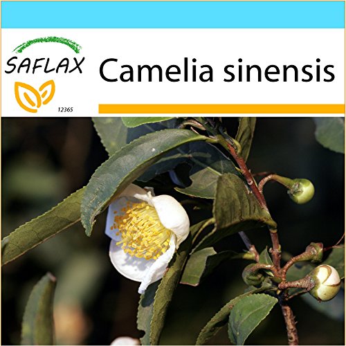 SAFLAX - Set regalo - Árbol del té - 6 semillas - Camelia sinensis