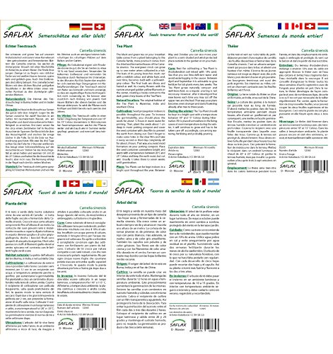 SAFLAX - Set regalo - Árbol del té - 6 semillas - Camelia sinensis