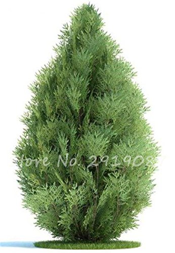 Semillas 20pcs Cipreses carnoso Platycladus orientalis orientales de Tuya semillas de coníferas Semillas de plantas de jardín perenne Fácil Crecer 9