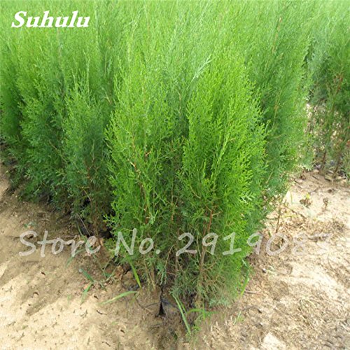 Semillas 20pcs Cipreses carnoso Platycladus orientalis orientales de Tuya semillas de coníferas Semillas de plantas de jardín perenne Fácil Crecer 9