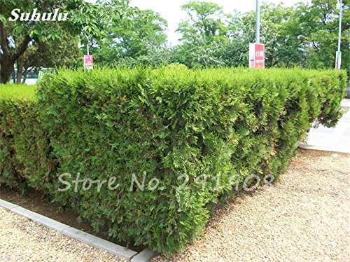 Semillas 20pcs Cipreses carnoso Platycladus orientalis orientales de Tuya semillas de coníferas Semillas de plantas de jardín perenne Fácil Crecer 9
