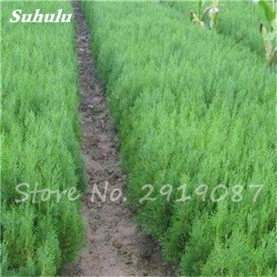 Semillas 20pcs Cipreses carnoso Platycladus orientalis orientales de Tuya semillas de coníferas Semillas de plantas de jardín perenne Fácil Crecer 9