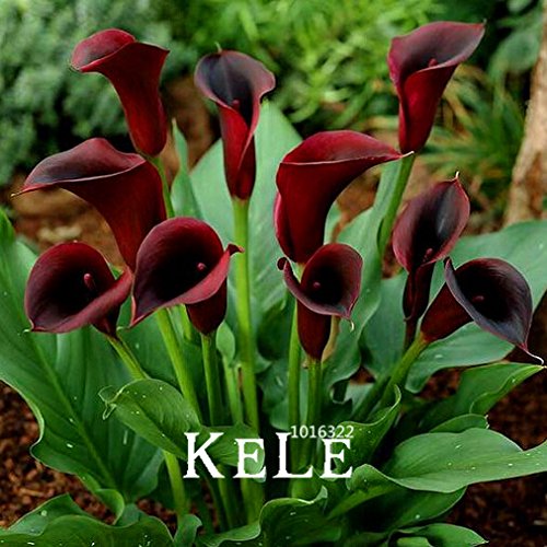 semillas de cala 100Seeds / Bolsa, Promoción de color mezclado semillas de flores bonsái jardinería doméstica, # 9EIGD7