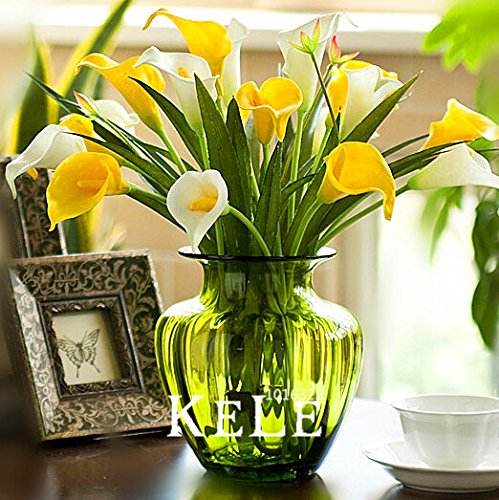 semillas de cala 100Seeds / Bolsa, Promoción de color mezclado semillas de flores bonsái jardinería doméstica, # 9EIGD7