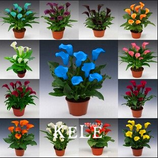 semillas de cala 100Seeds / Bolsa, Promoción de color mezclado semillas de flores bonsái jardinería doméstica, # 9EIGD7