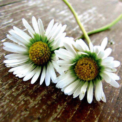 Sigel Favouri - Tarjeta de diseño para vales de descuento (10 unidades, con 10 sobres)