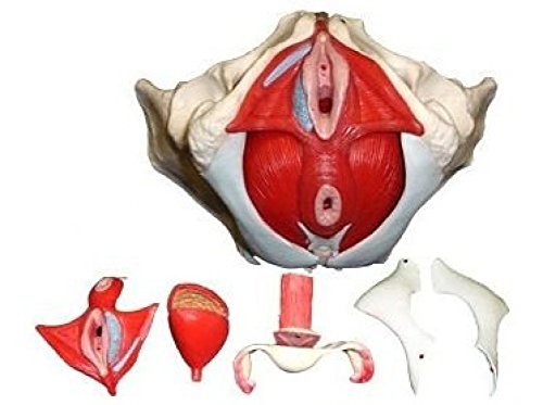 Skelett24 3308, Modelo Anatómico de Pelvis Femenina, 7 Piezas