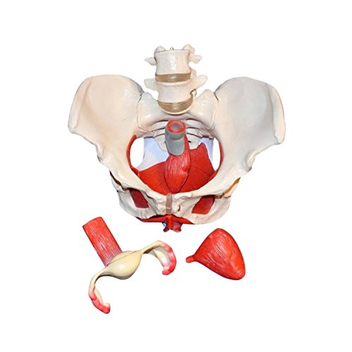 Skelett24 3308, Modelo Anatómico de Pelvis Femenina, 7 Piezas