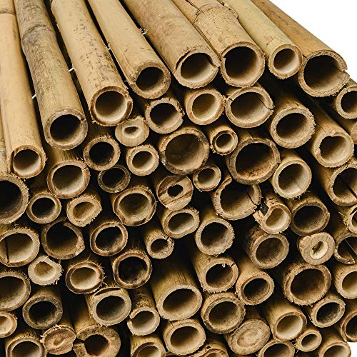 Sol Royal Valla de bambú Protectora SolVision B38 100 x 250 cm (A x L) Estera de privacidad Visual y Viento Natural Balcones terrazas Jardines barandas Cerca con cañas Gruesas