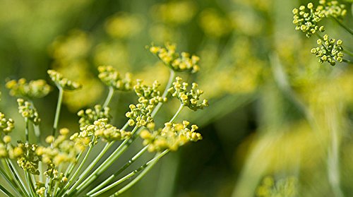 Té de hierbas sueltas de Semillas de Hinojo - 100g