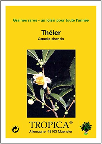 TROPICA - Planta de té (Camelia sinensis) - 10 semillas- Cultivos