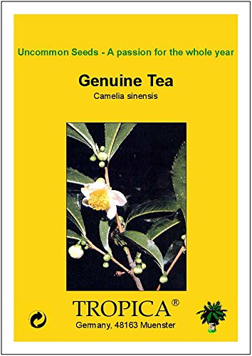TROPICA - Planta de té (Camelia sinensis) - 10 semillas- Cultivos