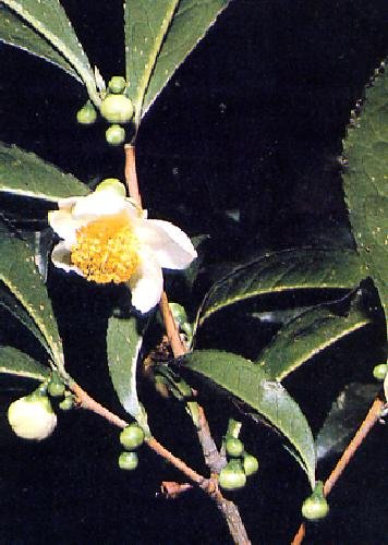 TROPICA - Planta de té (Camelia sinensis) - 10 semillas- Cultivos