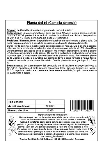 TROPICA - Planta de té (Camelia sinensis) - 10 semillas- Cultivos