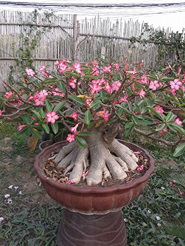 Tropica - Suculentas - Adenium (Adenium obesum) - 8 Semillas