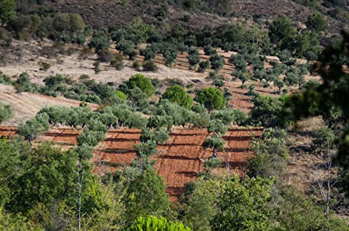 ValdeVellisca - Aceite Oliva Virgen 5 litros - AOV ECOLOGICO - Primer prensado en frio