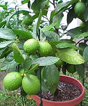 Vista Livraison gratuite Un Paquet 50 Pcs Citrus Limon Graines Fruit Jardin Terrasse Graine Verger Ferme Famille En Pot Bonsaï De Citron Graine 5