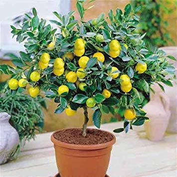 Vista Livraison gratuite Un Paquet 50 Pcs Citrus Limon Graines Fruit Jardin Terrasse Graine Verger Ferme Famille En Pot Bonsaï De Citron Graine 5