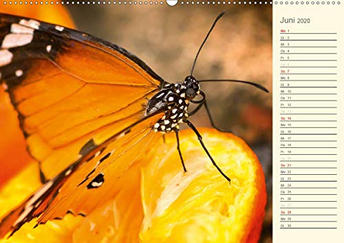 Wernicke-Marfo, G: Bunte Schmetterlinge (Wandkalender 2020 D