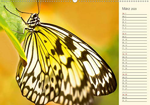 Wernicke-Marfo, G: Bunte Schmetterlinge (Wandkalender 2020 D