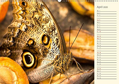 Wernicke-Marfo, G: Bunte Schmetterlinge (Wandkalender 2020 D