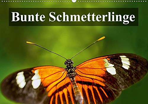 Wernicke-Marfo, G: Bunte Schmetterlinge (Wandkalender 2020 D