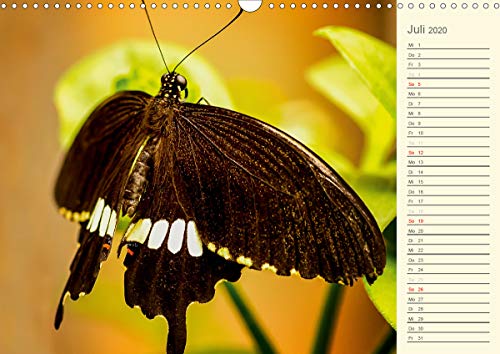 Wernicke-Marfo, G: Bunte Schmetterlinge (Wandkalender 2020 D