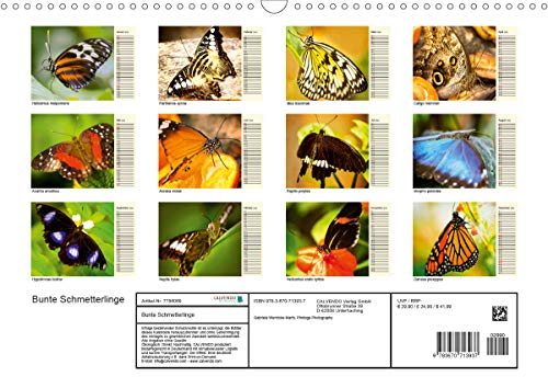 Wernicke-Marfo, G: Bunte Schmetterlinge (Wandkalender 2020 D