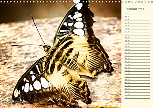 Wernicke-Marfo, G: Bunte Schmetterlinge (Wandkalender 2020 D