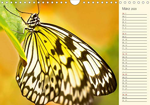 Wernicke-Marfo, G: Bunte Schmetterlinge (Wandkalender 2020 D