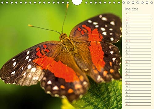 Wernicke-Marfo, G: Bunte Schmetterlinge (Wandkalender 2020 D