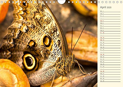Wernicke-Marfo, G: Bunte Schmetterlinge (Wandkalender 2020 D