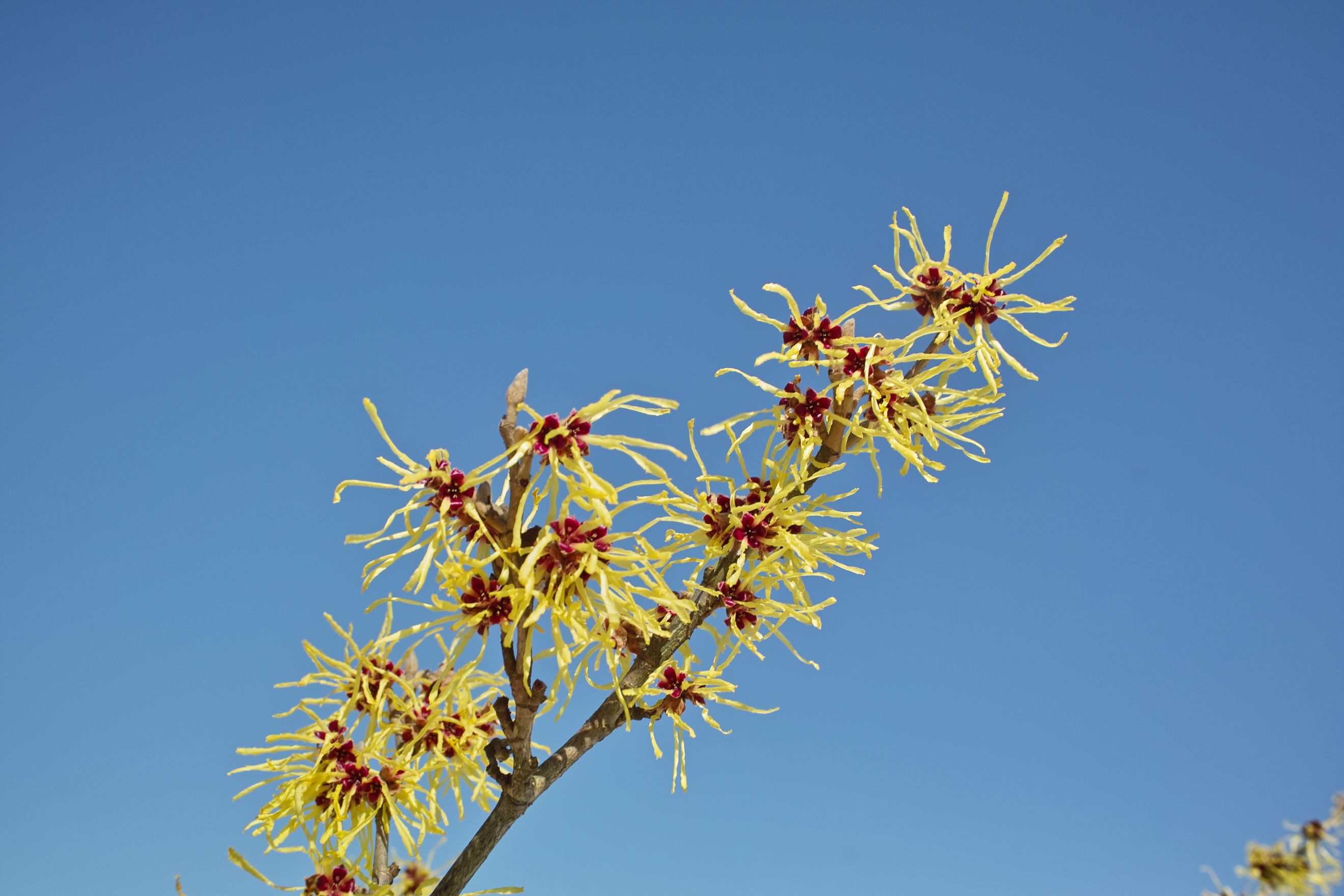 Todo lo que necesitas saber sobre el uso de la hamamélide de Virginia para la piel